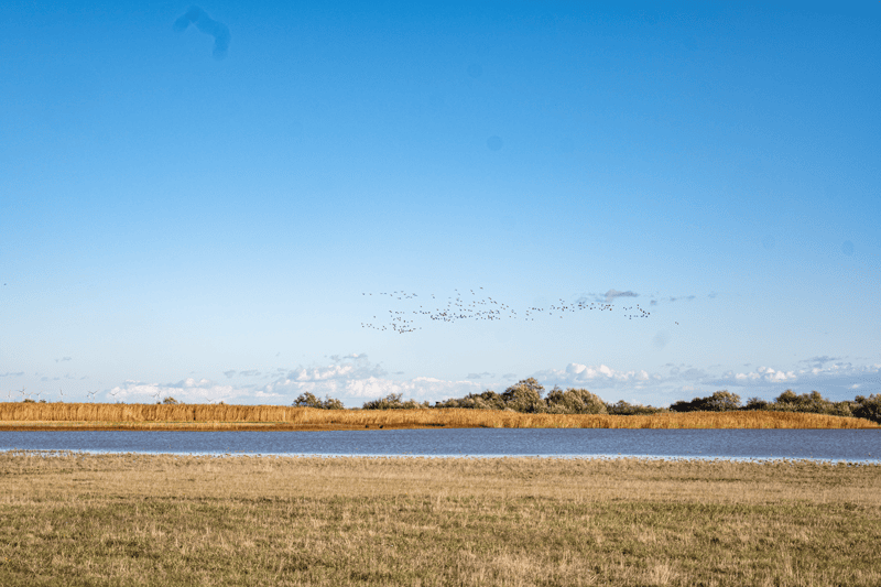 Hoffnung im Seewinkel