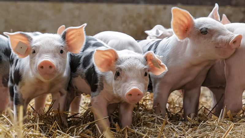 Sieg für den Tierschutz