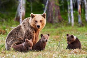 Braunbärmutter mit ihren Jungtieren. © Adobe Stock|||Kuhherde auf der Alm. Kühe sind sehr neugierige und freundliche Tiere. Streicheln oder füttern solltet ihr sie dennoch nicht. © Adobe Stock