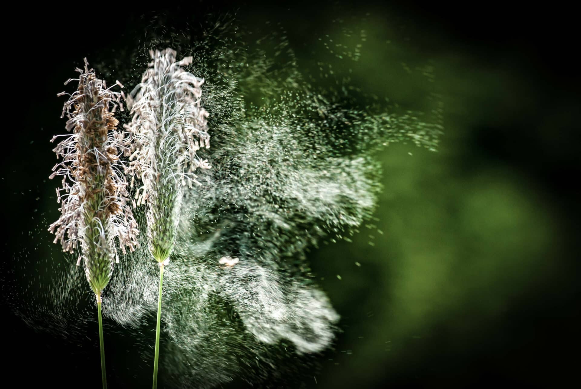 Bald ganzjähriger Pollenflug