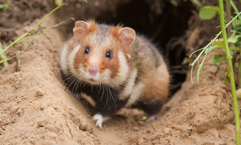 Bodenschutz rettet Hamsterleben