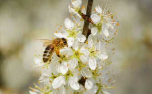 © Nicole Frisch||||Ein bienenfreundlicher Garten