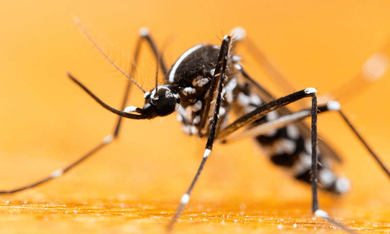 Immer mehr invasive Arten